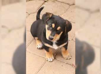 Liesel, kleine, aufgeweckte Hündin
