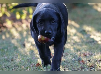 Labradorwelpen