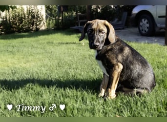 Timmy, Adam und Ajax suchen ein Zuhause