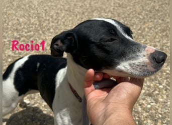 Rocio1 geb. 07/2024 (ESP) - unkomplizierte, sehr hübsche Ratonero Bodeguero Andaluz Hündin!