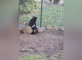 Berner Sennen Welpen