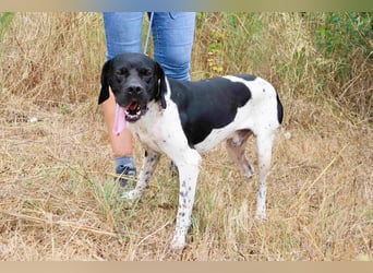 Douglas,  Pointer-Mix, lieb und sozial