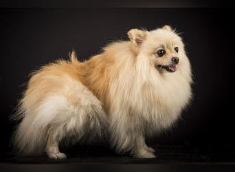 Liebevolle Zwergspitz Pomeranian Zucht