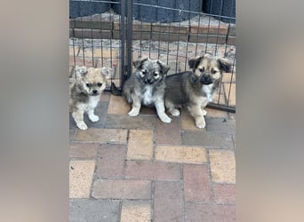 Chihuahua-Pekinese