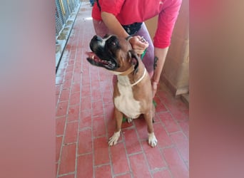 Thor, freundlicher Familienhund - NOTFALL -