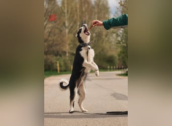 Lebensfroher Chico sucht sein Zuhause