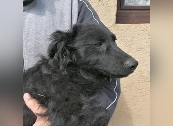 Sasa, tolle Mudi Mama sucht Traumzuhause