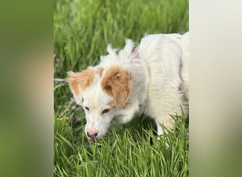 ⭐️SCIP⭐️, Rüde, 11 Monate, 35 cm, Mischling, Tierschutz