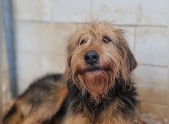 Toffee – Lebhafte Hundedame sucht ein Zuhause, das ihr gerecht wird!