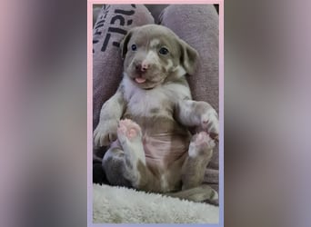 Aussiedor Labrador Australian Shepherd mit Ahnentafel