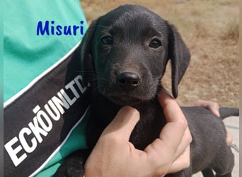 Misuri geb. 03/2025 (ESP) - verschmuster Labrador-Mix Welpe!