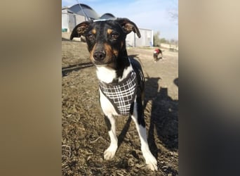 Rufus, sozial und freundlich