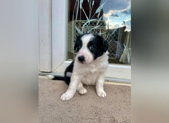 Border Collie welpen