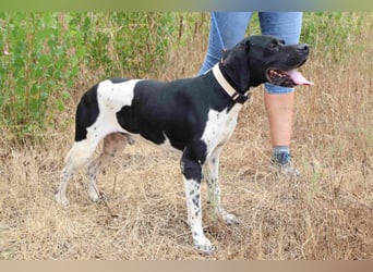 Douglas,  Pointer-Mix, lieb und sozial