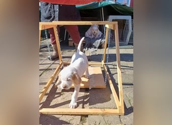 Spinone Italiano weiß/orange - WELPEN