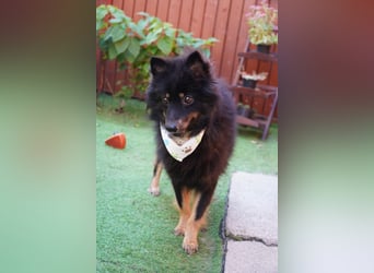 Theo SR – Schlauer Wirbelwind mit treuem Blick sucht aktives Zuhause