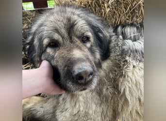 Die wundervolle Lili sucht ein Zuhause ❤️