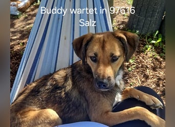 Buddy wartet in 97616 Salz