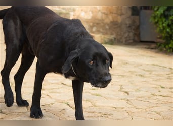 Menut ist ein außergewöhnlicher Hund