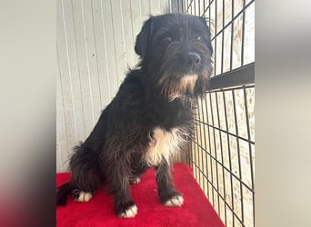 zarte Hundeseele KIMANI - 1,5 Jahre, 40cm/12kg, kl. Schnauzer-Mix