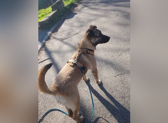 Welpendame BEAUTY, in 71665 Vaihingen auf Pflegestelle, sucht eine Familie!