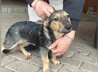 Lucy, geboren 10.12.2024, 31cm sucht ihre Menschen