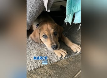 Marco,geb.04/25,hübscher,neugieriger Mischlingsbub sucht seine Familie