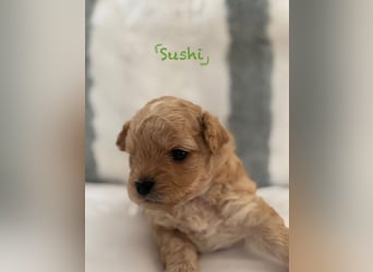 Maltipoo Welpen
