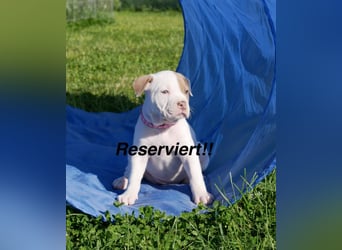 Einzigartige Bully Welpen