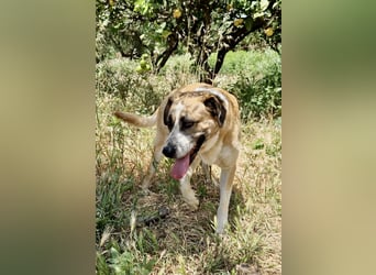 Ruhiger und gelassener Junghund WILLY (2 Jahre) sucht eine Familie