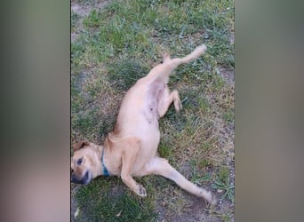 GOLDY sucht ihr Traumzuhause
