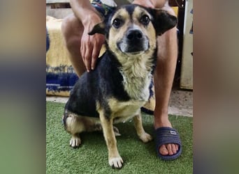 Muffin möchte aus dem Shelter geholt werden