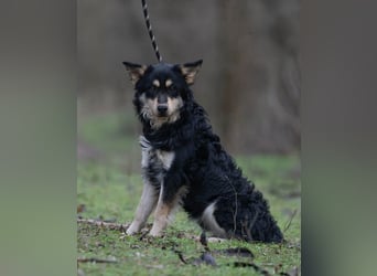 Arthur – kluger Junge sucht souveräne Menschen!
