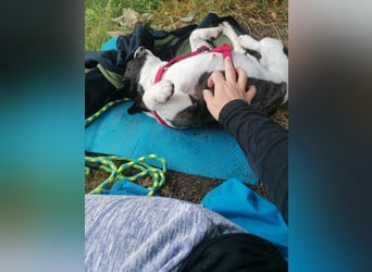 Französische Bulldogge Inge sucht Zuhause oder Pflegestelle