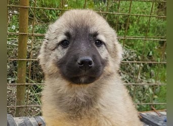 Suki ❤️ Süßes + liebes Welpenmädchen!