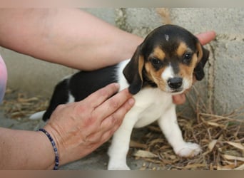 MICKY-ruhiges, freundliches, neugierig, gelassenes Hundemädchen sucht ihr liebevolles Zuhause