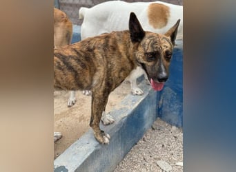 Bimba, wird immer übersehen