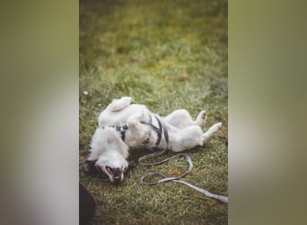 winzige süße Chihuahua Mischlings-Hündin Lotti sucht eine Familie