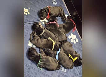 Riesenschnauzer schwarz Welpen des A-Wurf's am 02.07.25 gefallen