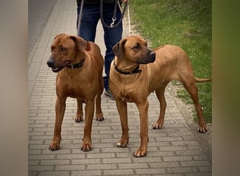 reinrassige Rhodesien Ridgback Welpen