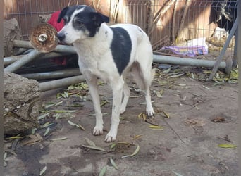  MILA ist mit Abstand das ärmste Hundemädchen, das wir kennengelernt haben