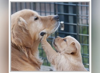 Golden Retriever Welpen vom Thüringer Wald