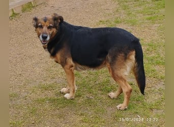 liebenswürdige Stella sucht ihr kuscheliges Zuhause für Immer