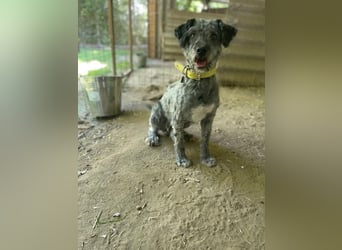 Bubbles, schüchterner Puli/Schnauzer MIx geb. 2022