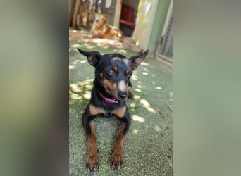 Coqueta, eine süße Pinscher Dame