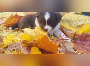 Mini Australian Shepherd Welpen