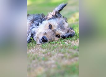 LUISE - fröhliche, verspielte Hündin sucht ihr Glück