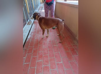 Thor, freundlicher Familienhund - NOTFALL -