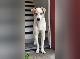 Schmusefreund IVO sucht sein Traumzuhause