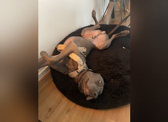 Weimaraner-Dogge